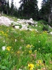 IMG_0443.jpg